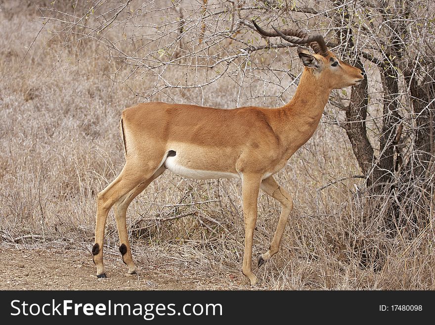 An impala ram, Aepyceros melampus,  browsing on dry thorn bush. An impala ram, Aepyceros melampus,  browsing on dry thorn bush