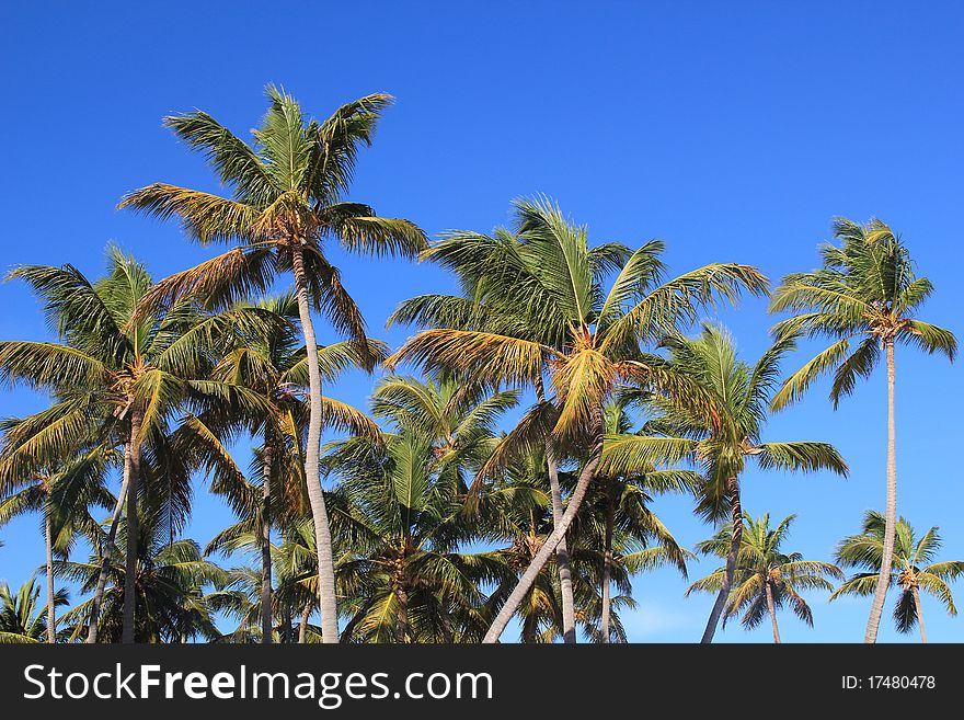 Tropic palms in Dominican Republic