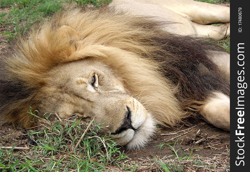 Male lion resting.