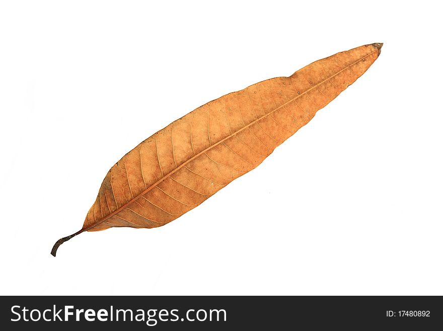 Autumn leaves on white background & isolated