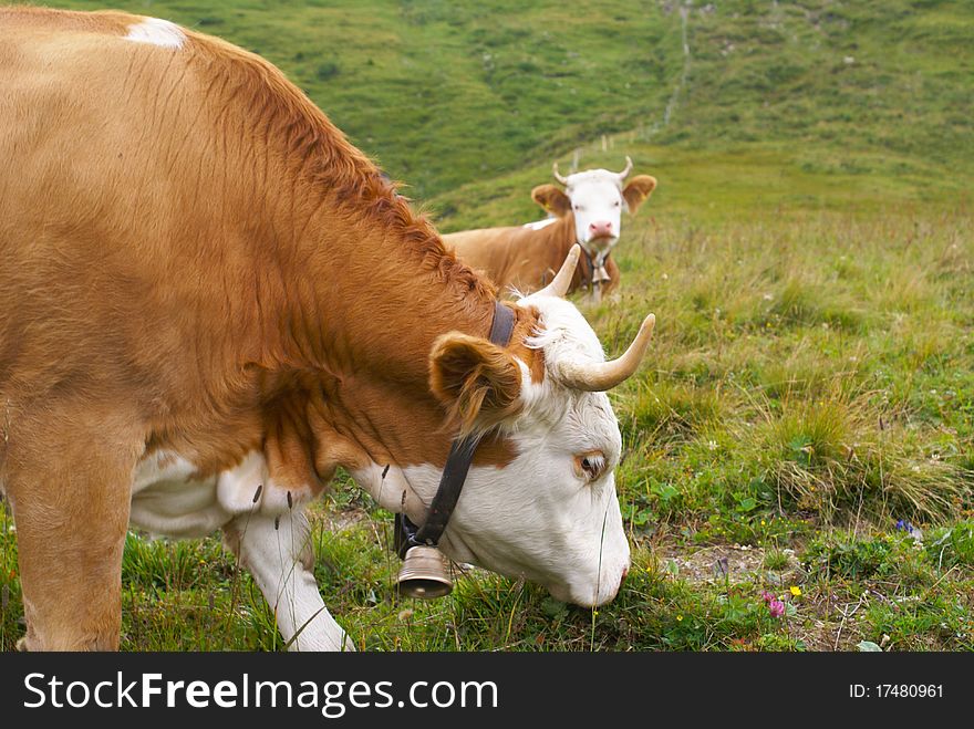 Two swiss cows grazing in swiss mountain landscape