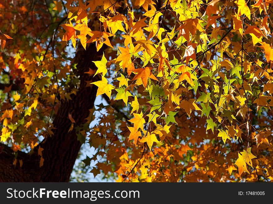 Colorful Autumn Maple Leaf