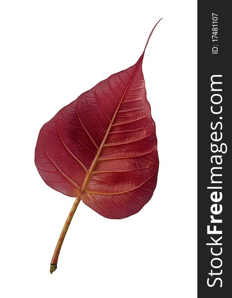 Red leaf on white background