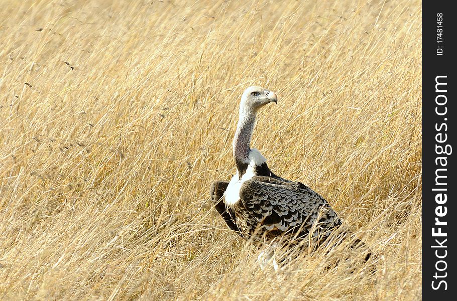 A Ruppell's Griffon Vulturelooking for food