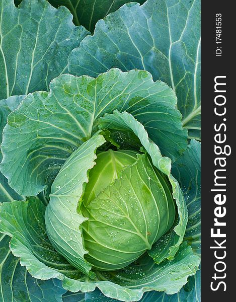 Big green cabbage from northern of thailand. Big green cabbage from northern of thailand