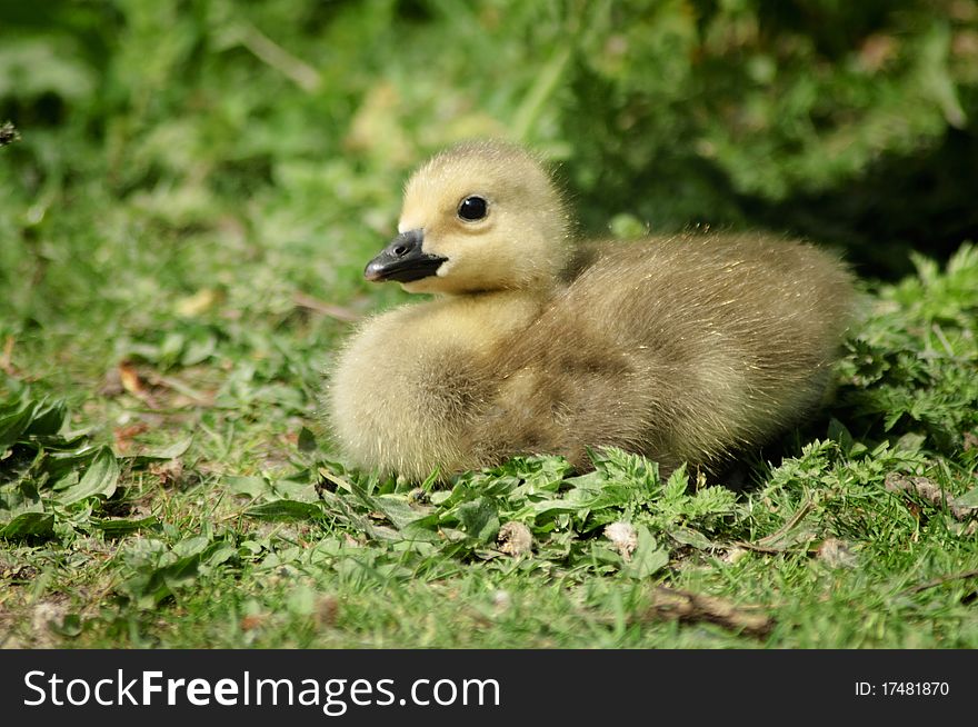 Canada Goose gosling on grass. Canada Goose gosling on grass