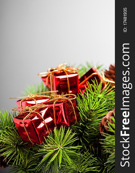 Branch of Christmas tree with gift box