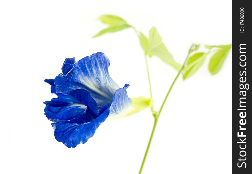 Blue Butterfly Pea Flower on white background