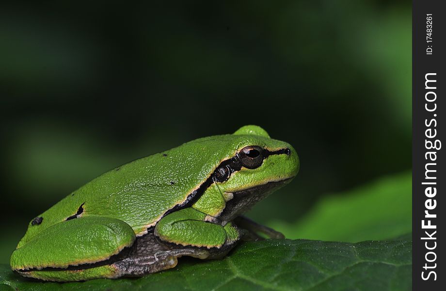 Hyla arborea cute little green frog