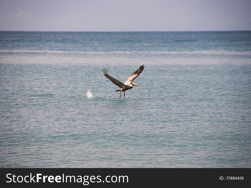 Pelican Taking Off In The Water