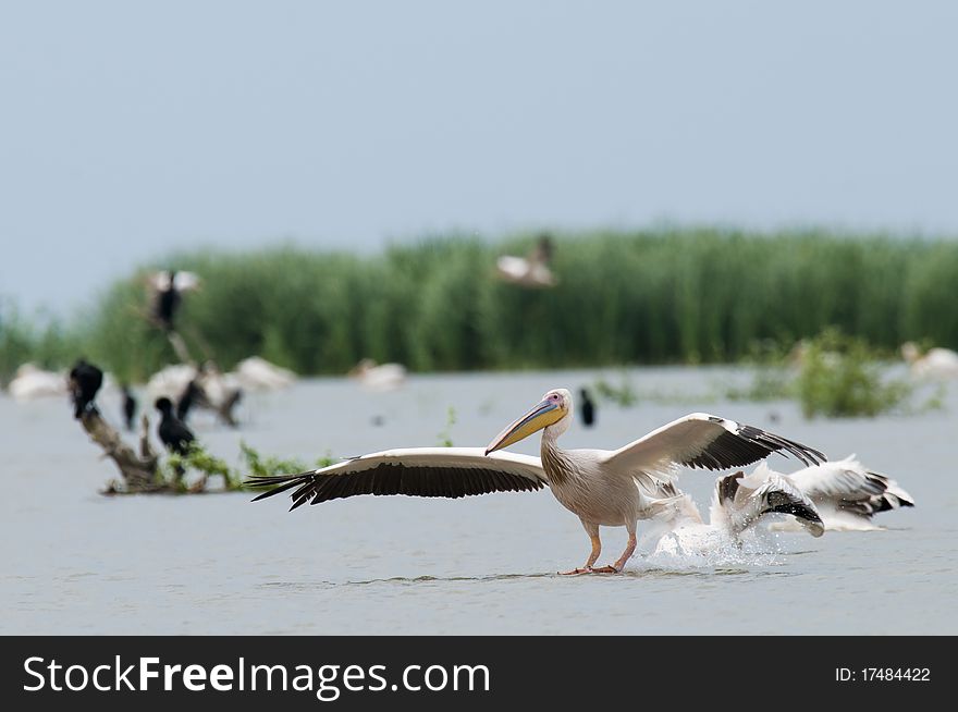 White Pelican Landing on water