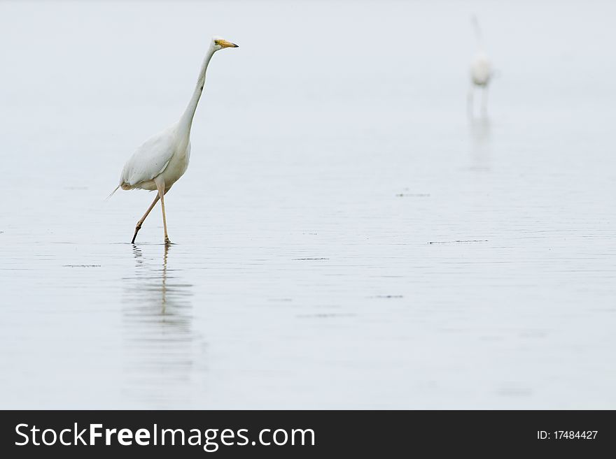 Great White Egret