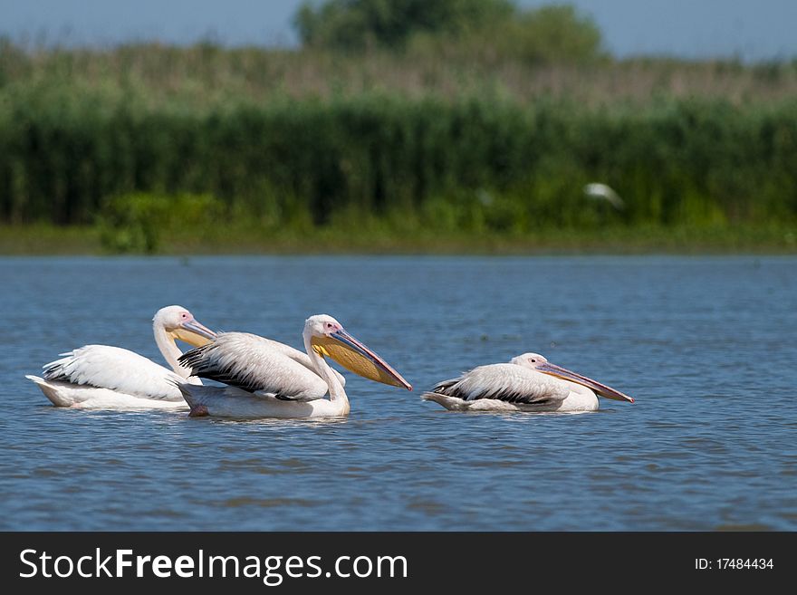 White Pelicans on blue water