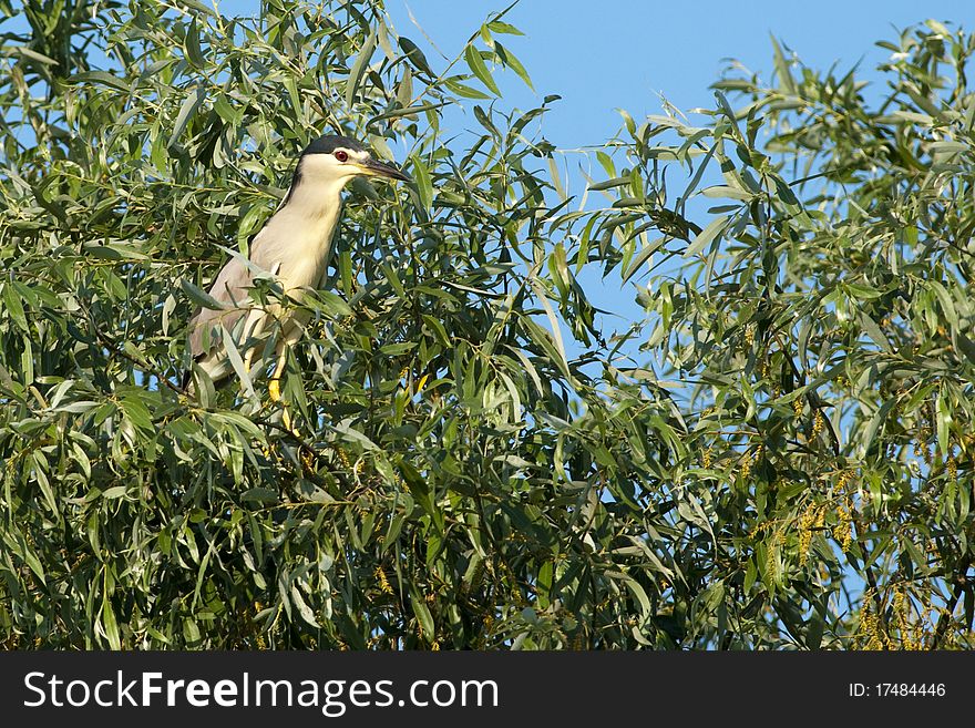 Black Crowned Night Heron in a tree