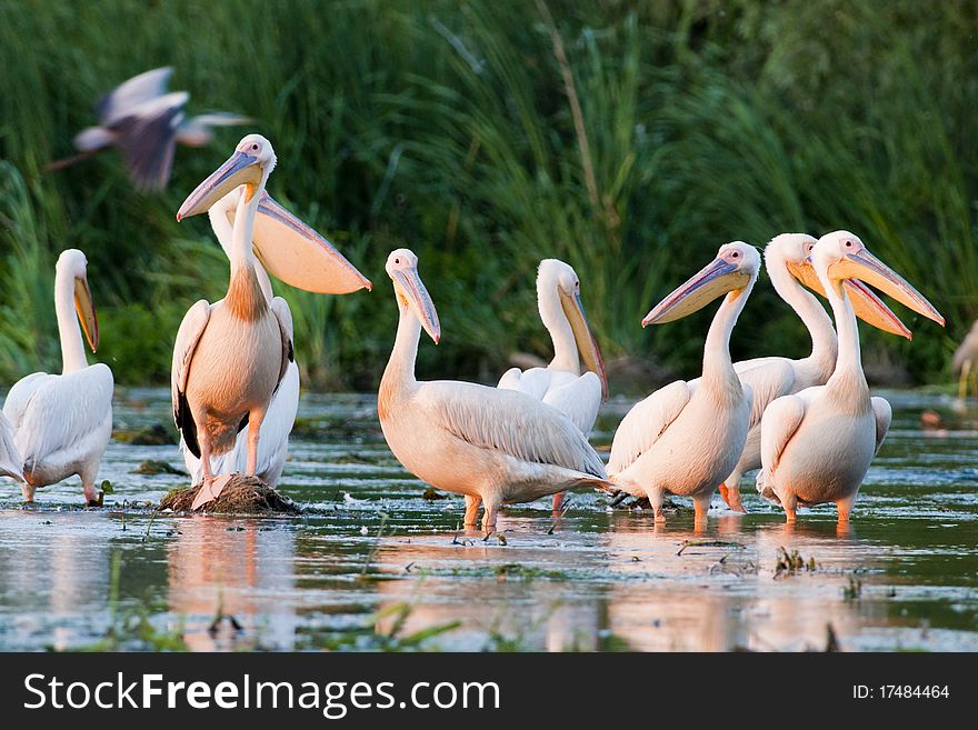 White Pelicans Resting in Shallow water