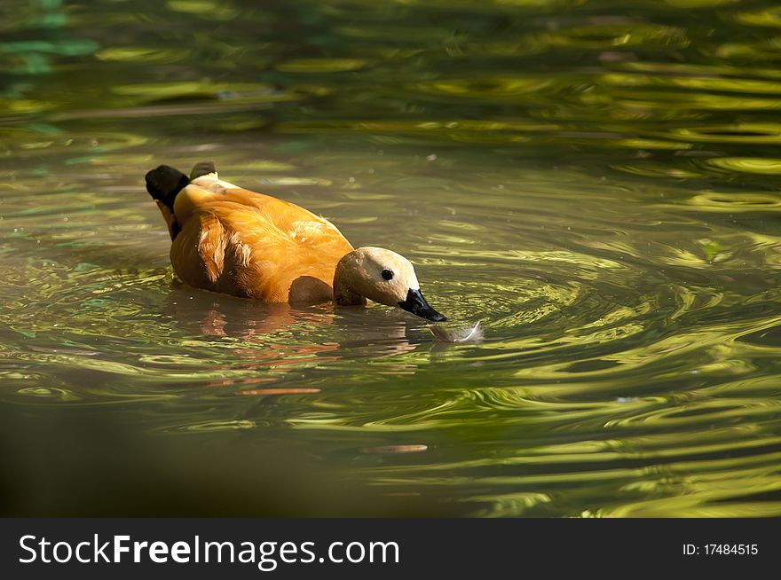 Ruddy Shelduck on green water