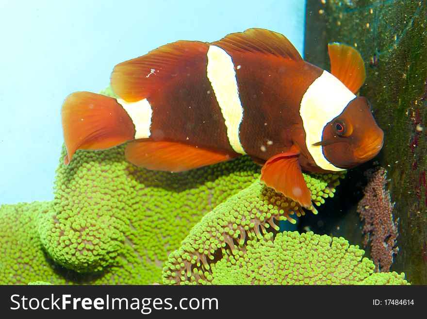 Maroon Yellow Stripe Clownfish Pair with roe