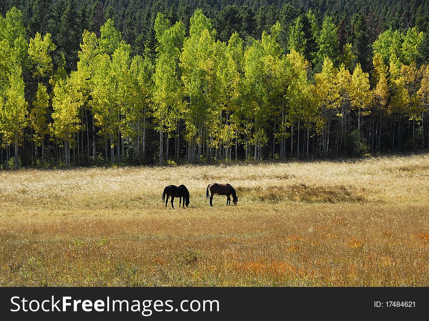 Horses graze in field near a row of turning aspens. Horses graze in field near a row of turning aspens.