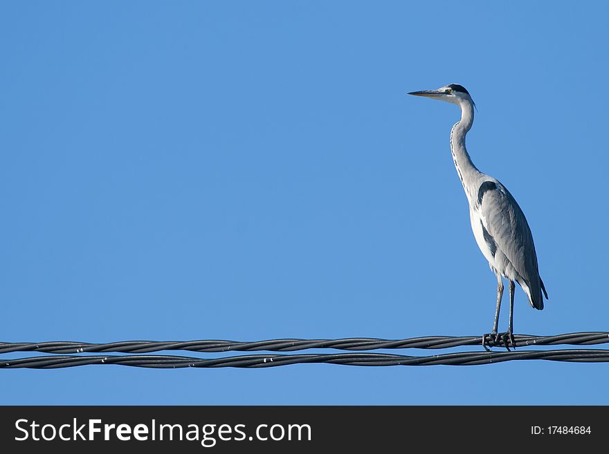 Grey Heron (Ardea cinerea) on wire