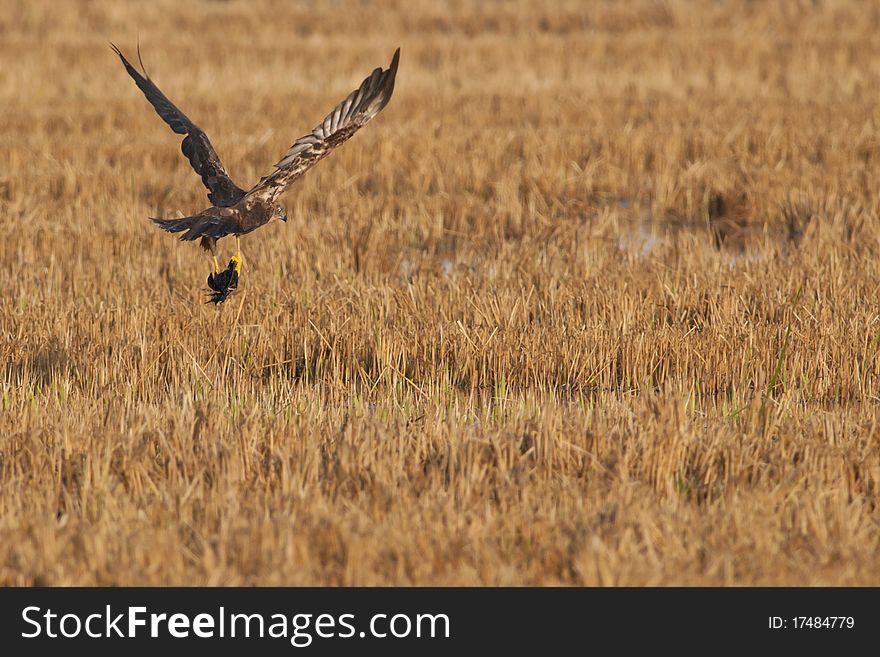 Marsh Harrier Carring a prey