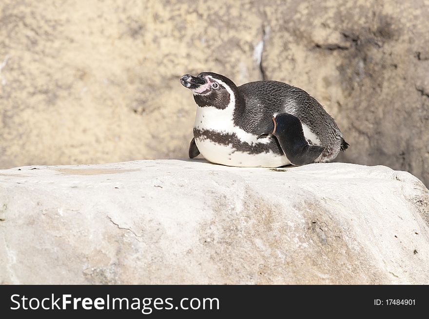 Humboldt Penguin at the zoo