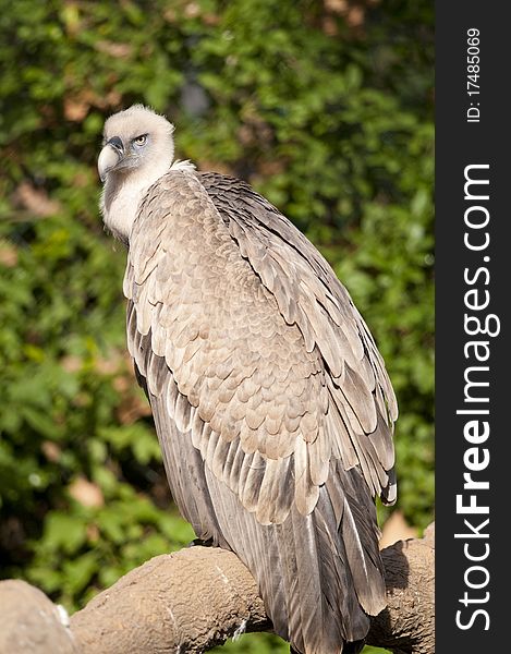 Griffon Vulture (Gyps fulvus) on a branch. Griffon Vulture (Gyps fulvus) on a branch