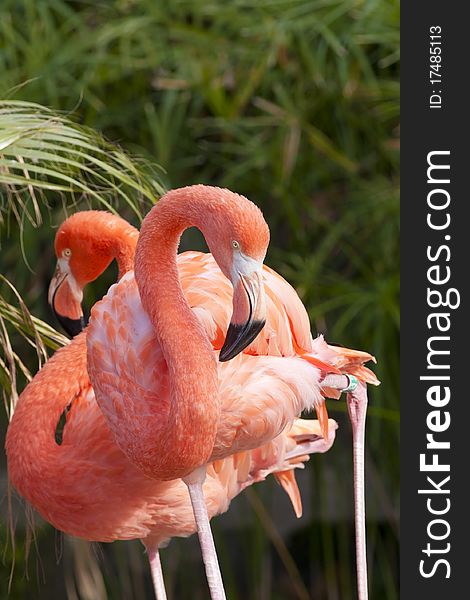 Chilean Flamingo at the zoo