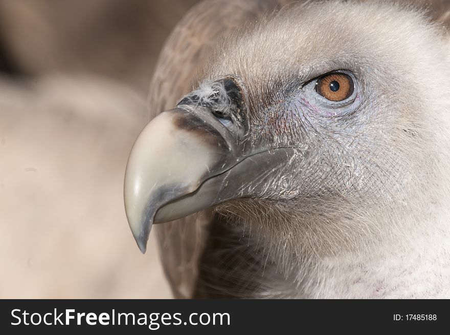 Griffon Vulture (Gyps fulvus) Portrait. Griffon Vulture (Gyps fulvus) Portrait