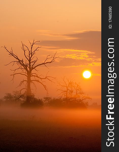 Misty morning with trees in silhouette and with fog