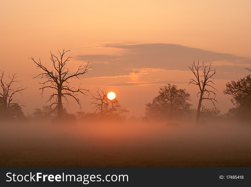 Misty morning with trees in silhouette