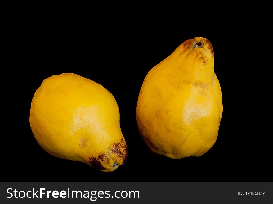 Two yellow quinces in isolated on black background. Two yellow quinces in isolated on black background