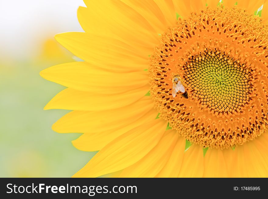 Sunflower close-up and small bee. Sunflower close-up and small bee.