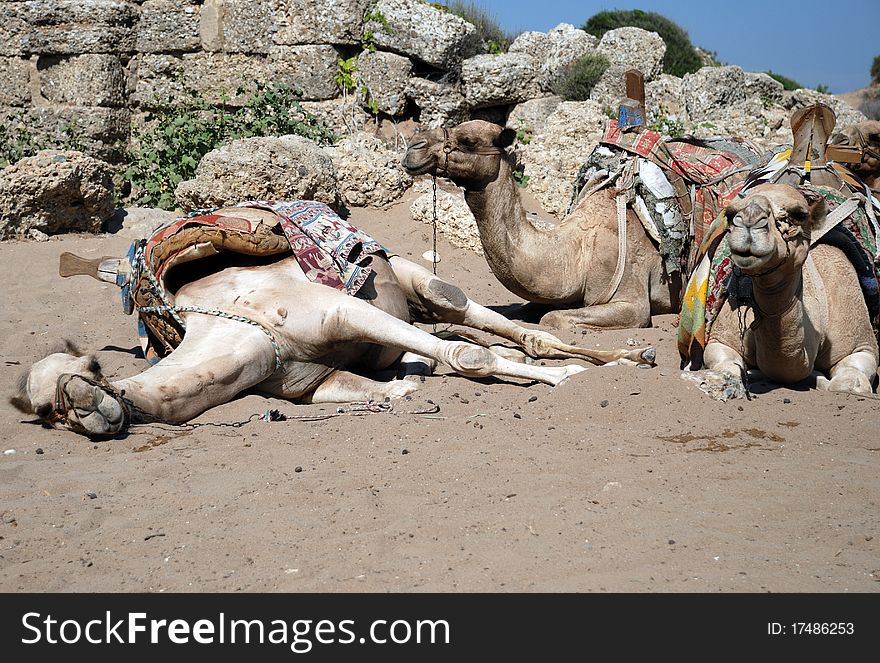 Three sitting camels on beach (Side, Turkey)