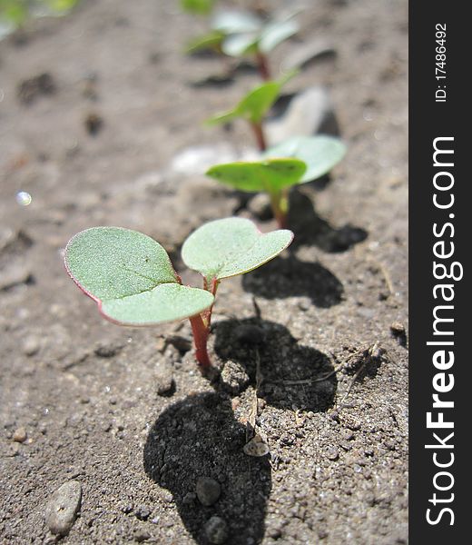 Radish seedlings emerging from the soil in spring