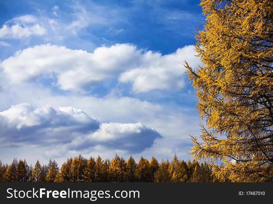 Autumnal beauty of nature. background