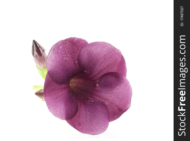 Violet Allamanda Cathartic flower isolated on white
