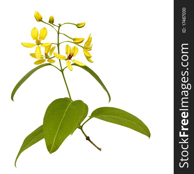 Branch of yellow flowers isolated with clipping path