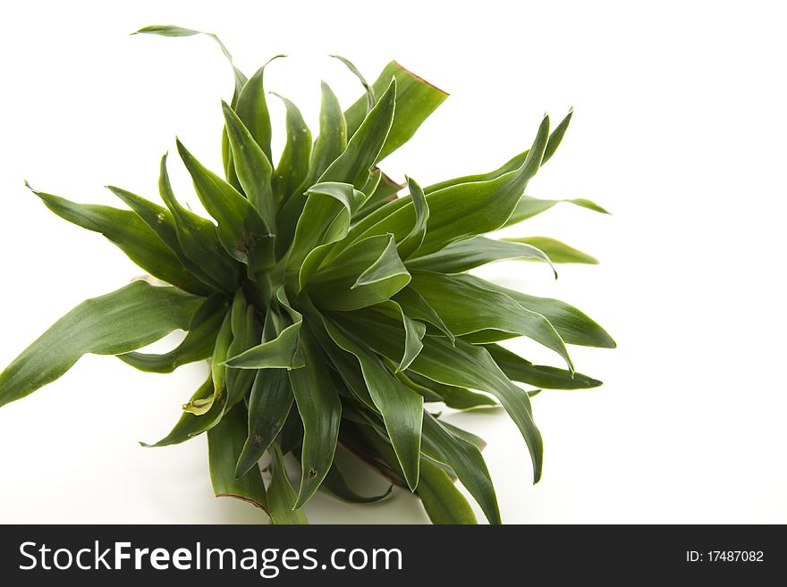 Green plant onto white background