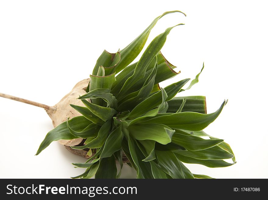 Green plant onto white background. Green plant onto white background