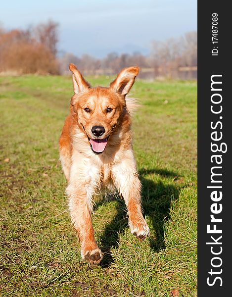 Picture of running Golden Retriever, vertical shot.