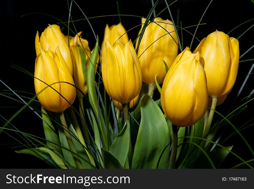 A bunch of yellow tulips on a black backgound.