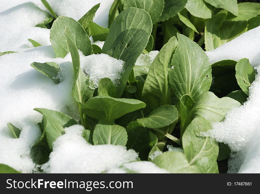 The green cabbage in the snow, is still vital. The green cabbage in the snow, is still vital