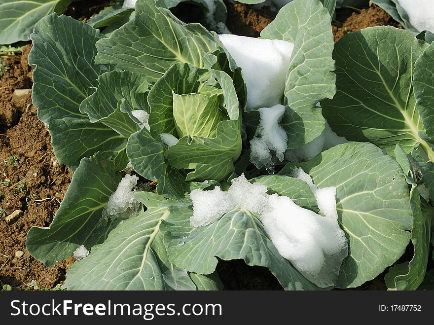 Fresh Green Vegetables