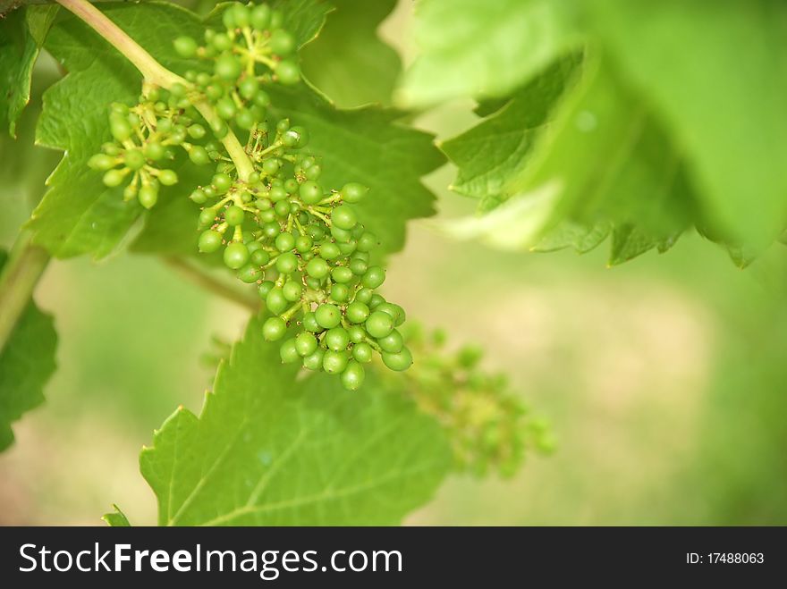 Fresh wine berries in a vineyard