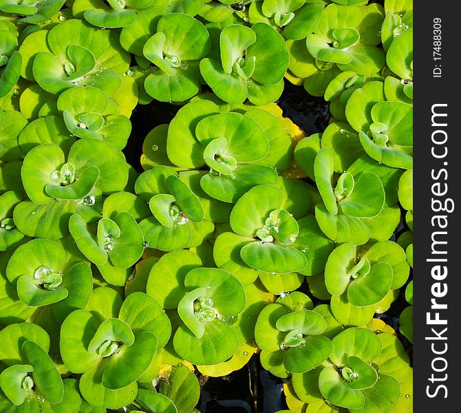 Water drop on duckweed whith sunlight background