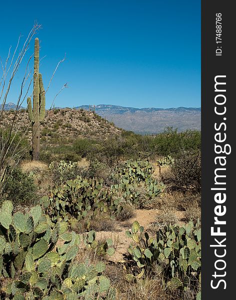 Deep blue sky above desert mountains and landscape. Saguaro National Park, Tucson Arizona, 2010. Deep blue sky above desert mountains and landscape. Saguaro National Park, Tucson Arizona, 2010.