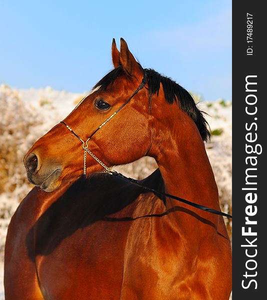 Portrait of bay horse in winter field