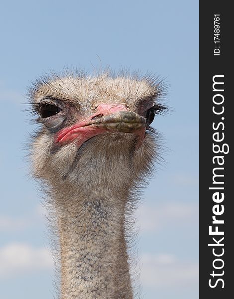 Ostrich suspiciously looks at human