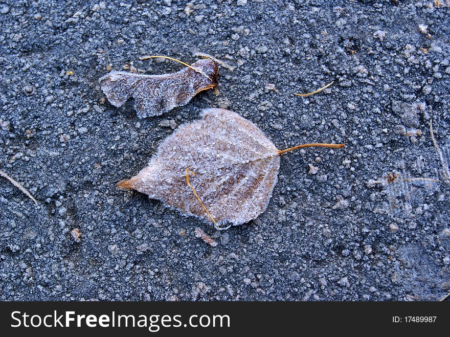 Frosen autumn leaf on the asphalt