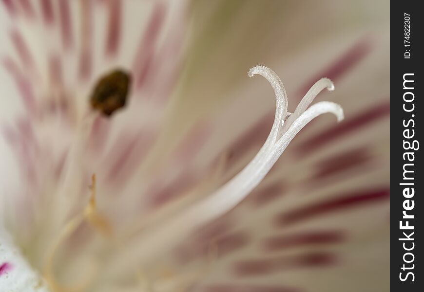 Macro of white lily flower with purple spots and focus on stamen. Macro of white lily flower with purple spots and focus on stamen